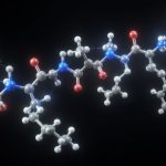 peptides and cardiovascular function
